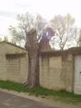 #5: A tree in a wall, closed to the point