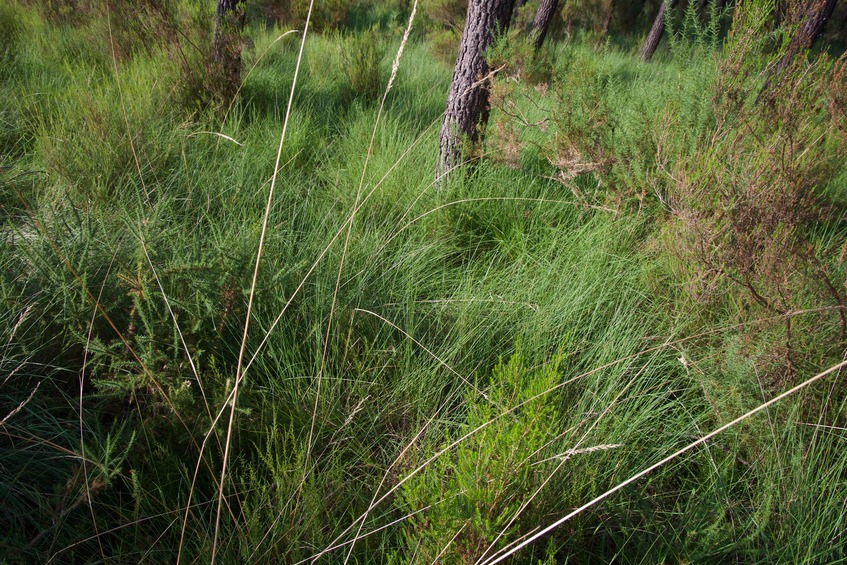 The confluence point lies within long grass, at the edge of a pine forest