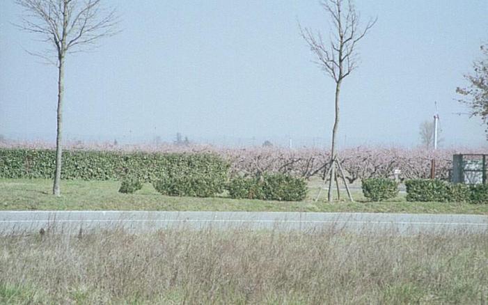 The orchard with pink flowers to the North