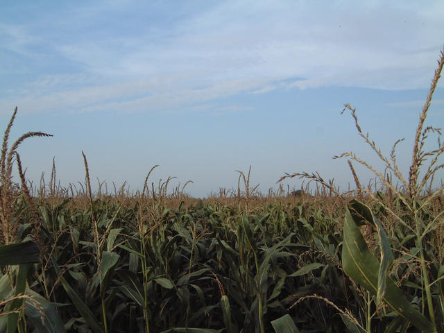 View to the north: corn again