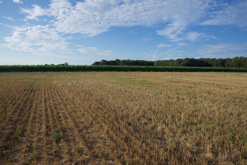 View North (towards a nearby corn field)