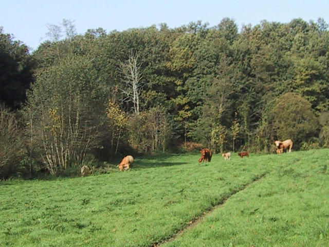 The cows in the meadow