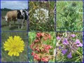 #9: Collection of plants and animals
