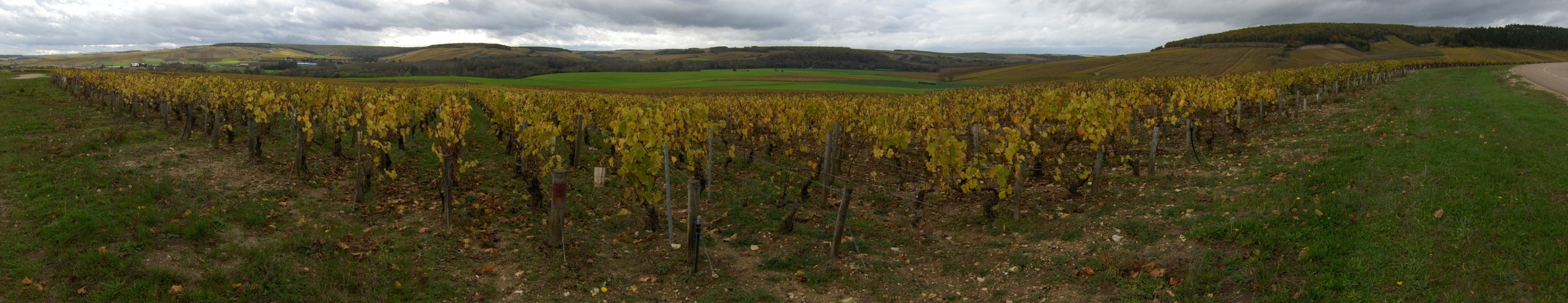 Vineyards at Chablis area not far from of CP