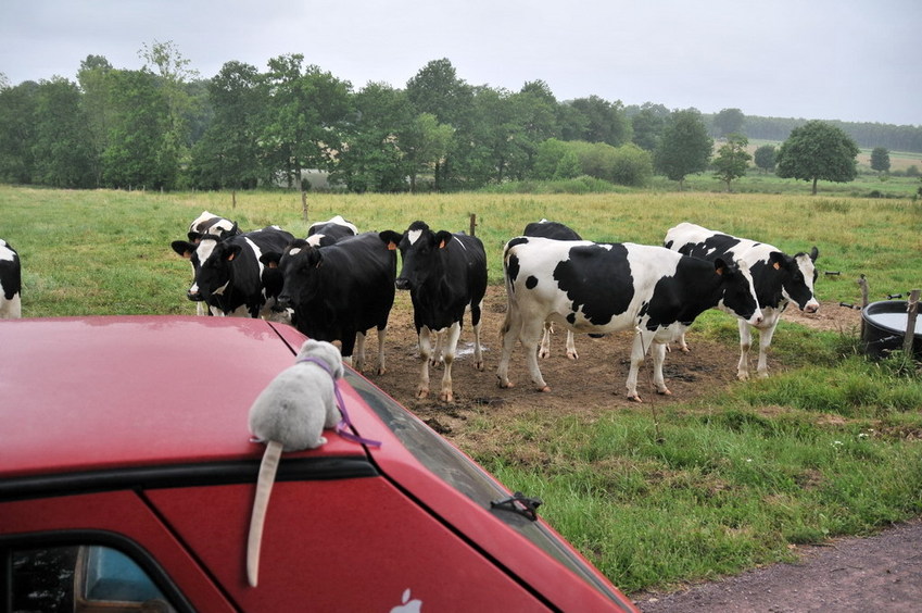The cattle is watching us / Die neugierigen Rinder