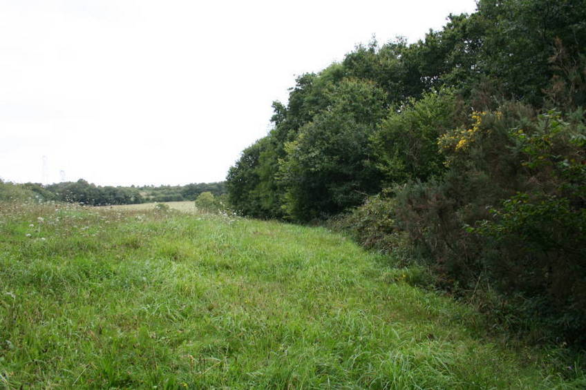 The Meadow: Surrounding of Confluence