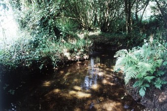 #1: The DCP, in the water, in the nettles at left or in the shrubs at right