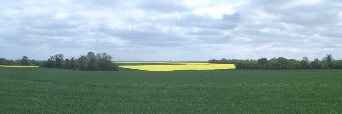 Panoramic image with coleseed field (enhanced)