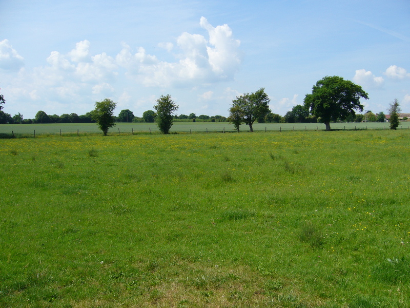 South: meadow