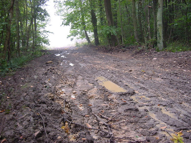 The typical condition of the trails in the Forest of the Hautil!