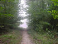 #3: The trail leading to the confluence on a misty morning