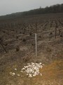 #10: Oyster shells in the vines