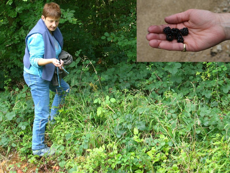 Collecting (and eating!) blackberries on the spot