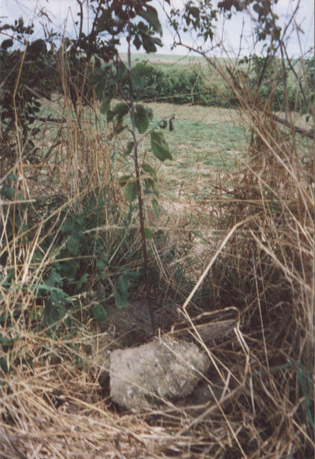 The tree planted on the Confluence point