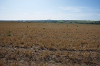 #4: View West (towards a rural road, 50m away)