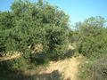 #5: View to the South, just olive trees.