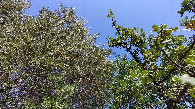 #7: #07_view up to the olive and the carob tree
