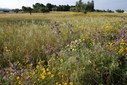 #8: The wild flower field near the confluence area