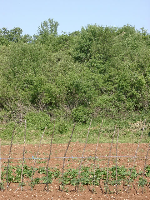 The confluence point is next to the bushes at the border of the field. Seen from the East.