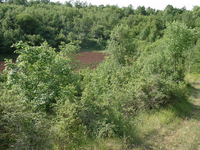 The doline, seen from above (from West). The confluence is approximately a bit below the middle of the image.