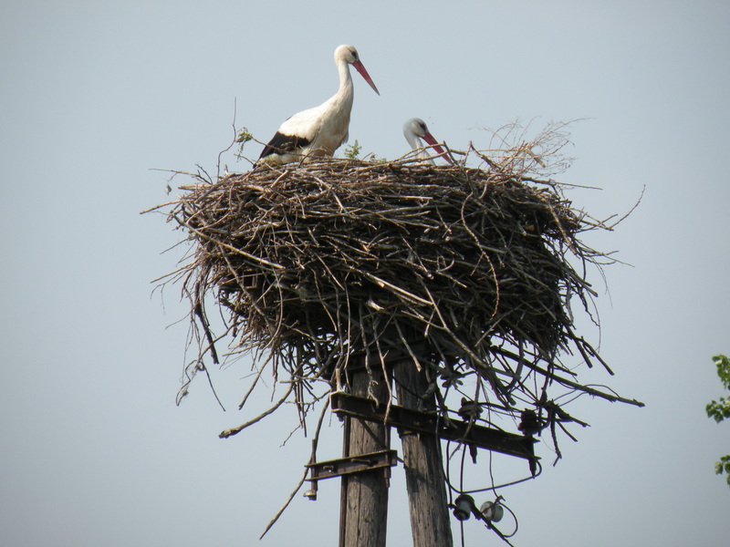 Stork's Nest in 1 km Distance