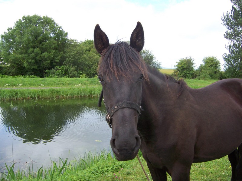 A friendly horse that was grazing next to the canal