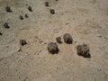 #5: Tumbleweeds found at the bottom of the river basin