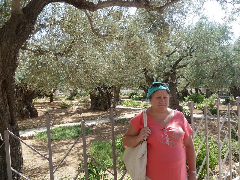 В Гефсиманском саду деревьям 2000 лет.../2000 years of Gethsemane garden