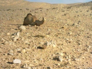 This is the wounded camel that we saw