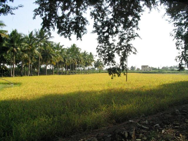 View from the Katpadi-Gudiyatham road: beyond the fields is the railway line.