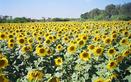#8: Sunflower farm near 14N77E