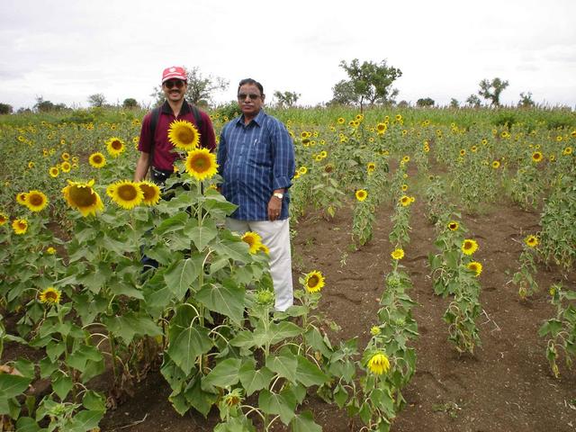 Lakshman and Anand in a sunflower farm near 16N76E