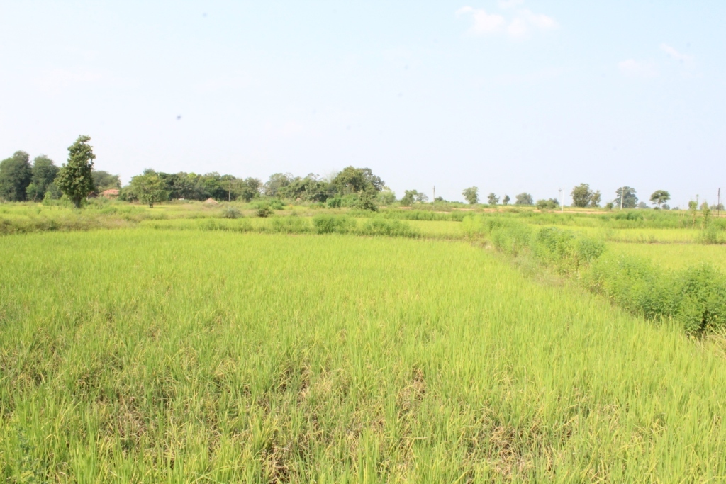 Facing North - Paddy fields