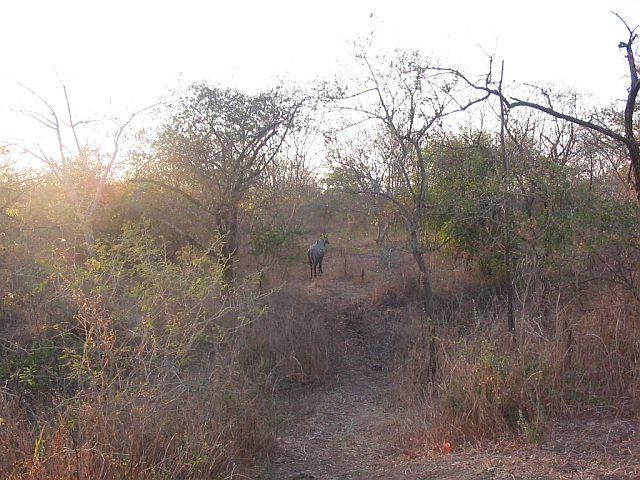 Spotted a Nilgai (Indian Antelope) on the way