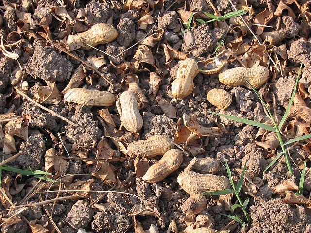 Peanuts found in the confluence point