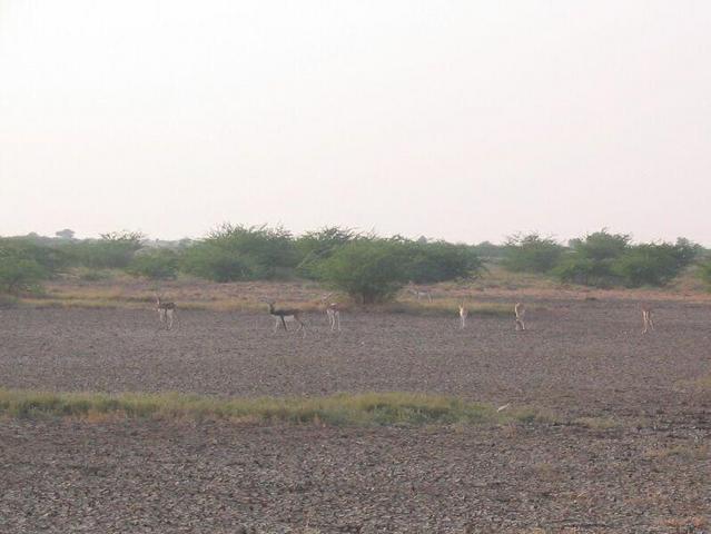 One Black Buck male and six females