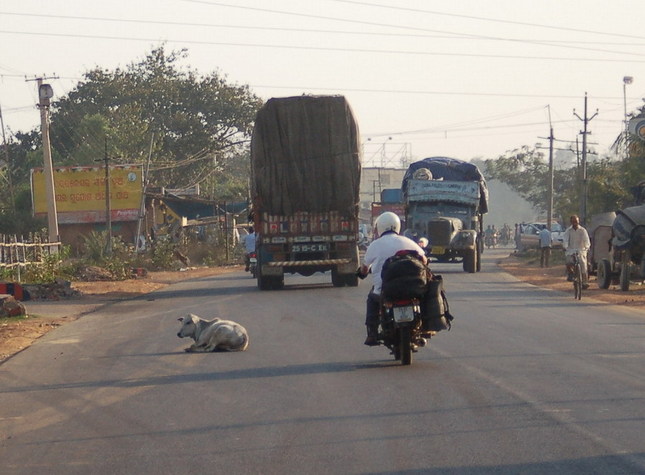 Home from the point - cows, buses, trucks and cars all have priority over motorbikes
