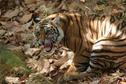 #10: Tiger in Bandhavghar Wildlife Sanctuary, just an hour south of the confluence