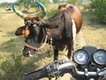 #4: A decorated cow passing me on the last "road" that the motorbike would take.