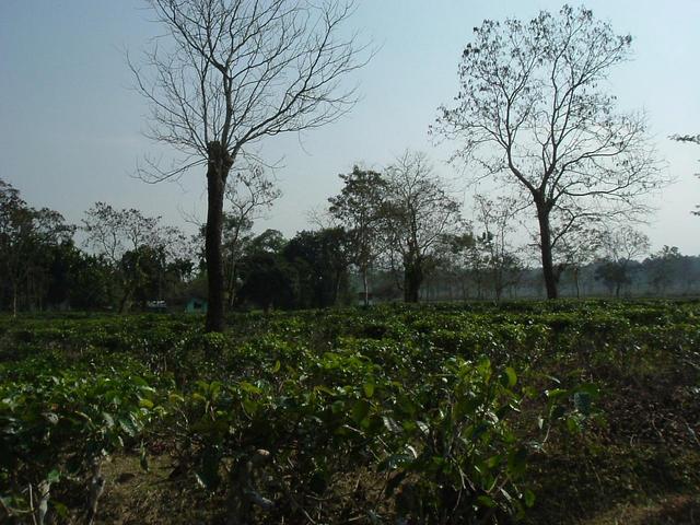 View from confluence looking south (to a tea plantation worker's house)