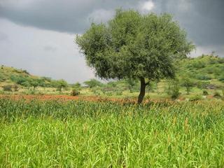 #1: View from the CP, in the Sorghum (jawar) field