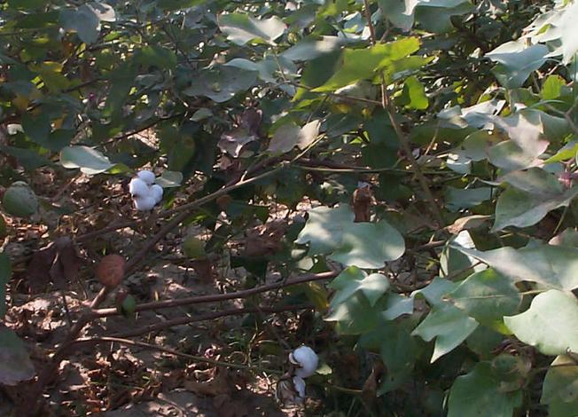 The other main crop near the confluence is cotton.  Close up of some cotton plants.