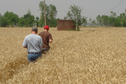 #4: Doug and Sam walking through the wheat
