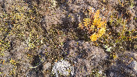 #9: #09_vegetation on the ground near the CP