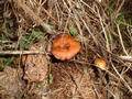 #8: Confluence Mushrooms