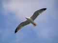 #8: A seagull is accompanying us