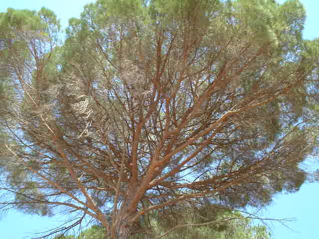 Pine, the predominant local tree