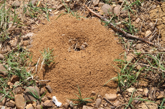 Ant mound, a few metres from the CP