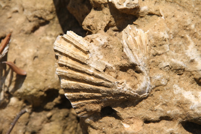 Fossilised sea creature, a few metres from the CP