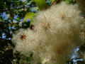 #5: Blossoms of the chestnut tree, typical of the area